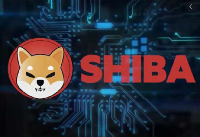 What will happen to Shiba in 2022?
