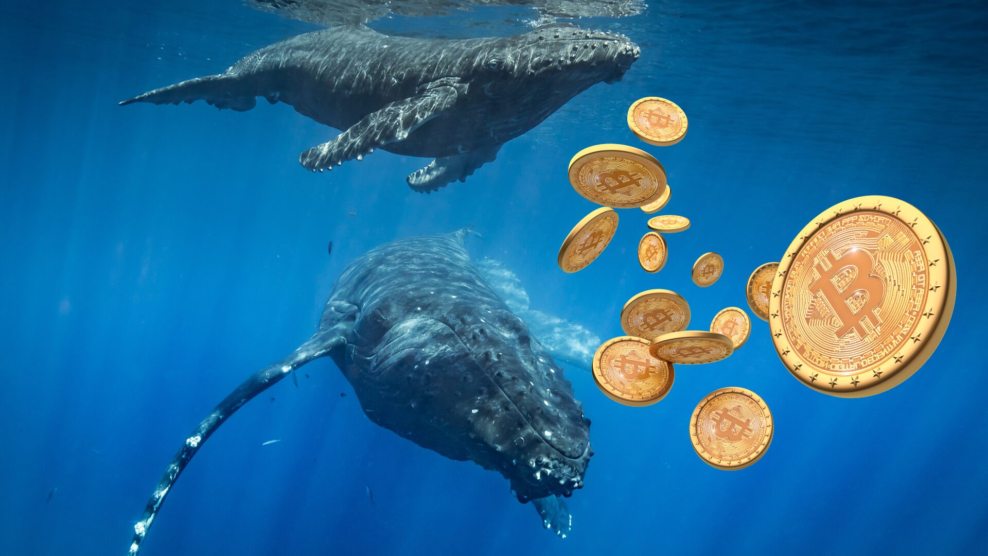 Bitcoin Whales’ $3B Stash Surge Unveiled in January Data